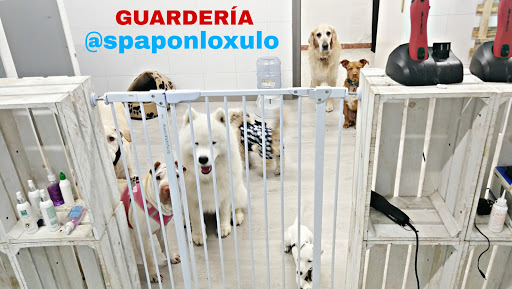 Spa Ponlo Xulo Peluquería y Estética Canina Born