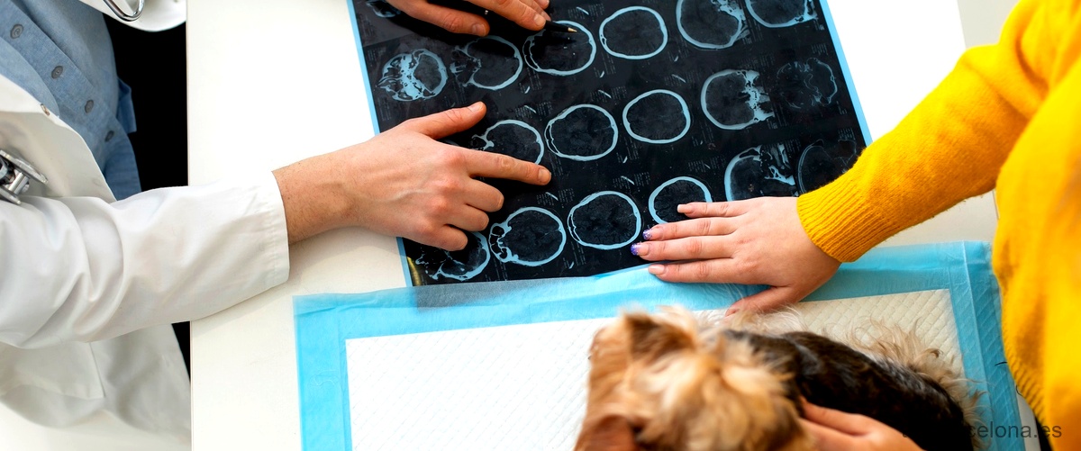 ¿Cuál es el costo de una consulta con un veterinario en Barcelona?