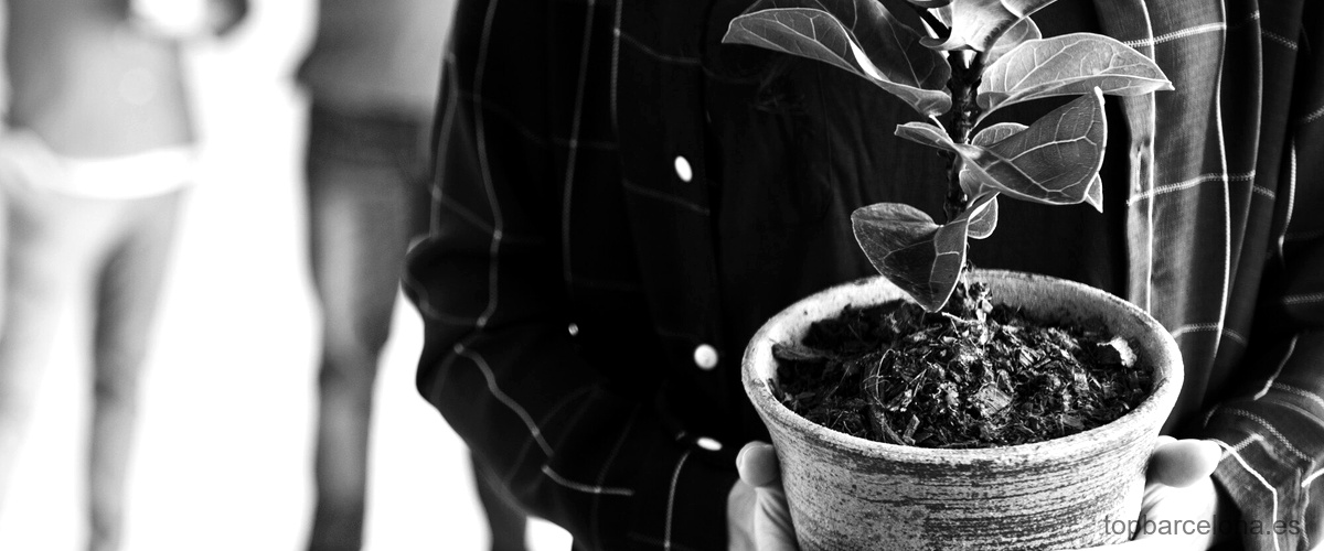 El arte del bonsái: una tradición milenaria que perdura en la actualidad