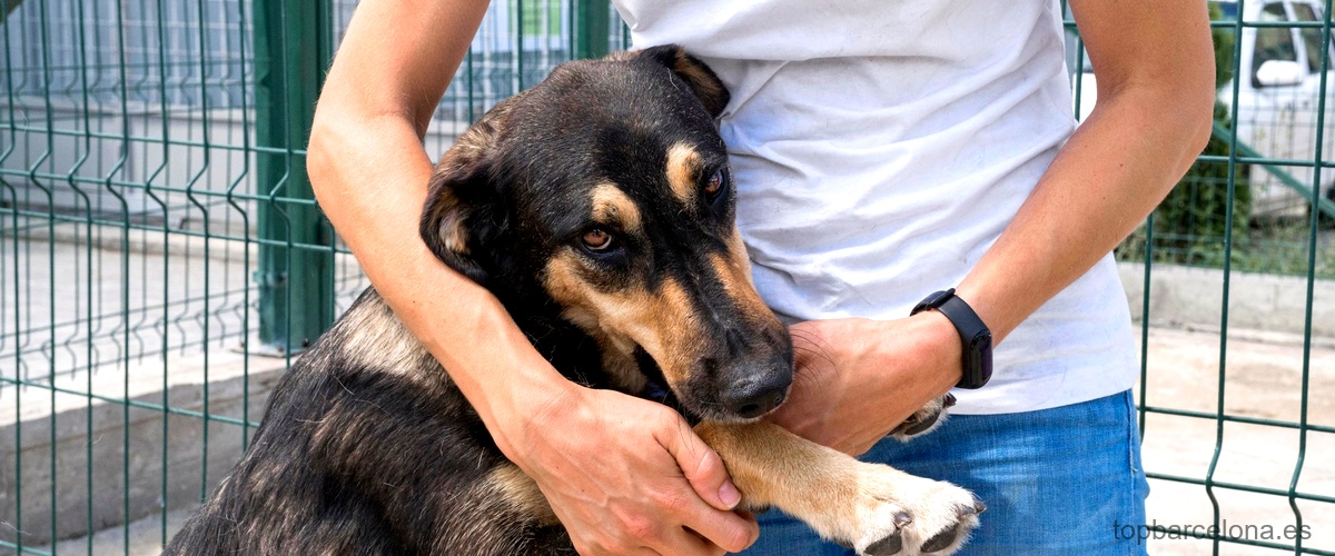 Proceso de adopción de perros en Barcelona: paso a paso