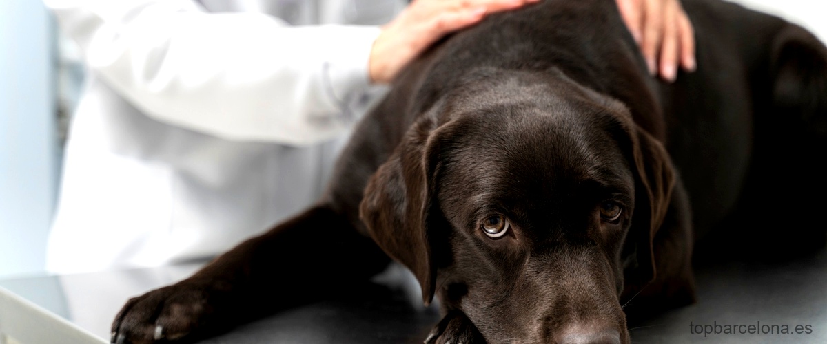 ¿Qué se considera una urgencia veterinaria?