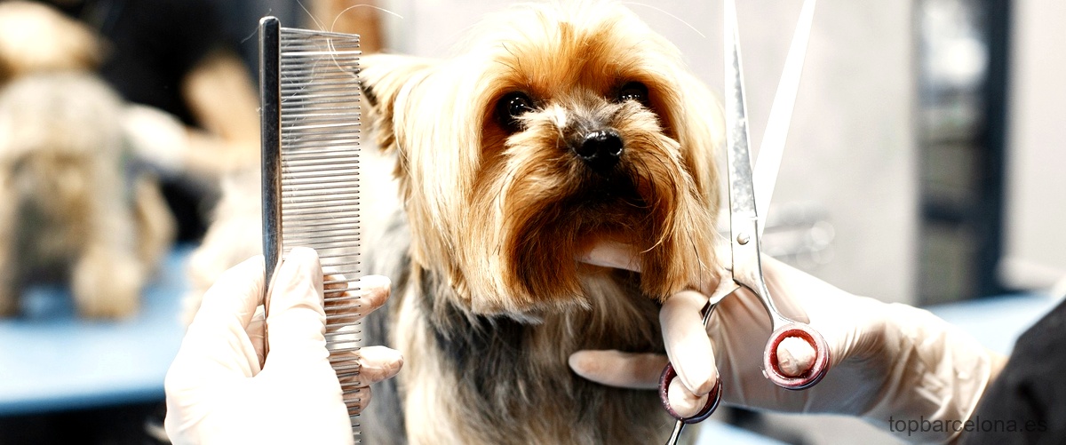 ¿Qué servicios ofrece una peluquería canina en Barcelona?