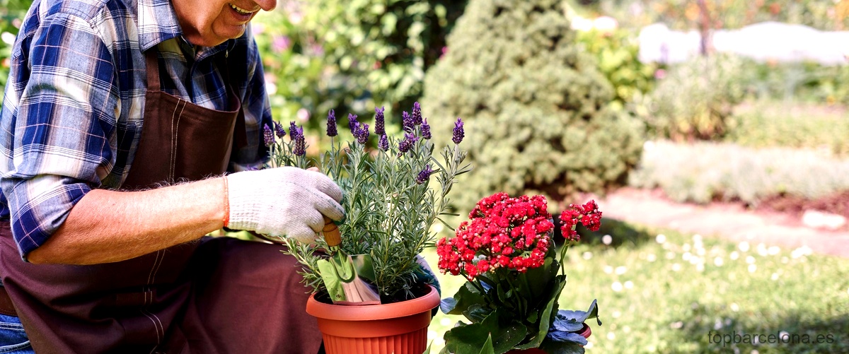 ¿Qué servicios se incluyen en el mantenimiento de un jardín?