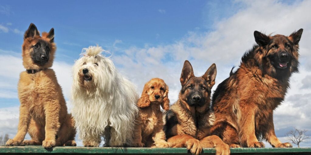 Los 8 mejores criaderos de perros en Barcelona